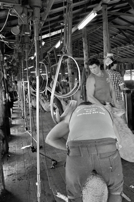 Steam Plains Shearing 022142  © Claire Parks Photography 